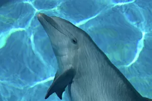 Bottlenose Dolphin - Resting underwater