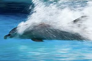 Dolphin Gallery: Bottlenose Dolphin - Swimming at speed through water