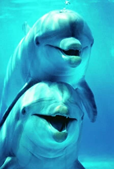 Dolphin Gallery: Bottlenose DOLPHIN - two, facing, one on top of the other
