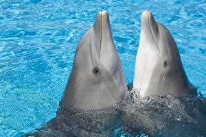 Bottlenose dolphins - 2 together with noses out of the water Bottlenose dolphins - 2 together with noses out of the water