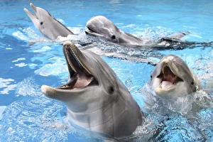 Bottlenose Dolphins - with mouths open above surface - Rissos Dolphin (Grampus griseus Bottlenose Dolphins - with mouths open above surface - Rissos Dolphin (Grampus griseus