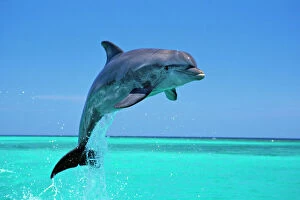 Bottlenosed Dolphin - Leaping out of water
