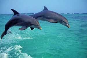 Dolphins Collection: Bottlenosed Dolphins - jumping Pacific Ocean off coast of Honduras