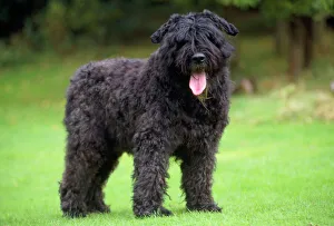 <b class=qtipBold><figcaption>Bouvier Des Flandres Dog</figcaption></b><br>JD-14017 Bouvier Des Flandres Dog John Daniels Please note that prints are for personal display purposes only and may not be reproduced in any way.<br><em>© John Daniels / ardea.com</em> Bouvier Des Flandres Dog