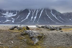 Bowhead Whale bones in arctic landscape
