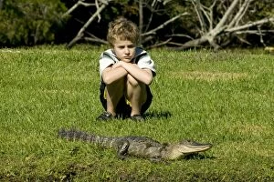 Images Dated 24th October 2003: Boy - age 7 - observing American Alligator on the grass