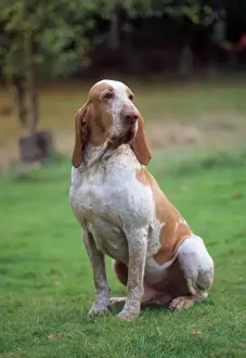 Bracco Italiano (Gundog, Dogs Domestic)