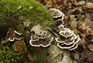 Bracket Fungus Many-zoned polypore - This is a very variable species and there are several forms Bracket Fungus Many-zoned polypore - This is a very variable species and there are several forms