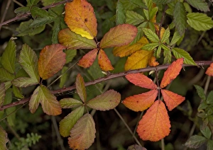 Bramble branch, with strong autumn colour Bramble branch, with strong autumn colour