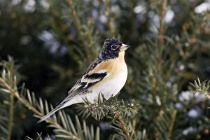 Images Dated 6th March 2005: Brambling. Alsace - France