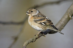 Brambling - Female feeding on bird-seed in garden, winter Brambling - Female feeding on bird-seed in garden, winter