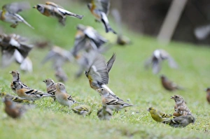 Brambling - on ground and in flight Brambling - on ground and in flight