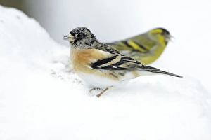 Brambling - male feeding on ground in winter snow Brambling - male feeding on ground in winter snow
