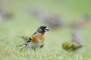 Brambling - with seed in mouth Brambling - with seed in mouth
