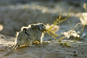 Brantss Whistling Rat - Carrying green plant material to burrow Brantss Whistling Rat - Carrying green plant material to burrow