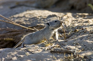 Brantss Whistling Rat - Carrying sticks to burrow Brantss Whistling Rat - Carrying sticks to burrow
