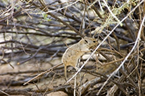 Brantss Whistling Rat - Climbing into bush to collect twigs Brantss Whistling Rat - Climbing into bush to collect twigs