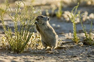 Brantss Whistling Rat - Feed on leaves of succulents and other green plant food Brantss Whistling Rat - Feed on leaves of succulents and other green plant food