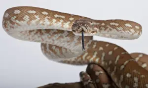 Bredl Python Intimidation Posture Print