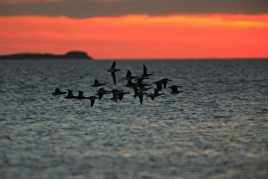 Brent Geese - flying across Lindisfarne National Nature Reserve at dawn Brent Geese - flying across Lindisfarne National Nature Reserve at dawn