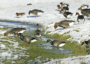 White Fronted Gallery: Brent Goose - Feeding on snow covered marshland with White-fronted Geese - (Anser albifrons)