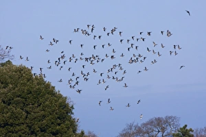 Brent goose - a flock of geese moving off to feeding grounds Brent goose - a flock of geese moving off to feeding grounds