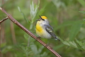 Brewsters Warbler - hybrid between Blue-winged Warbler (Vermivora pinus Brewsters Warbler - hybrid between Blue-winged Warbler (Vermivora pinus