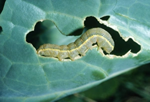 Bright-line Brown-eye MOTH - Caterpillar stage, feeding on cabbage leaf Bright-line Brown-eye MOTH - Caterpillar stage, feeding on cabbage leaf
