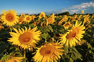 Bright sunflowers near Saint Remy do-Provence