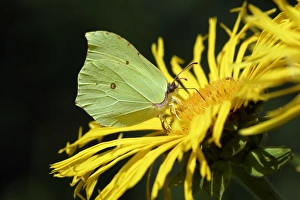 Brimstone Butterfly - feeding on garden plant Brimstone Butterfly - feeding on garden plant