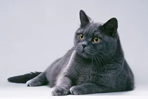 <b class=qtipBold><figcaption>British Blue Shorthair Cat</figcaption></b><br>JD-5471 British Blue Shorthair Cat John Daniels Please note that prints are for personal display purposes only and may not be reproduced in any way.<br><em>© John Daniels / ardea.com</em> British Blue Shorthair Cat