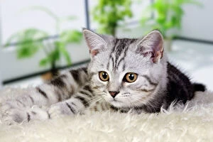 Images Dated 9th June 2011: British Shorthair Silver Tabby Cat