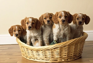 <b class=qtipBold><figcaption>Brittany Dog - puppies</figcaption></b><br>JD-12442 Brittany Dog - puppies John Daniels <br><em>© John Daniels / ardea.com</em> Brittany Dog - puppies