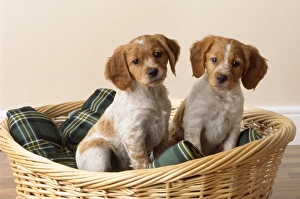 Brittany Dog - puppies in basket Brittany Dog - puppies in basket
