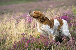 Brittany Dog - sniffing the air Brittany Dog - sniffing the air