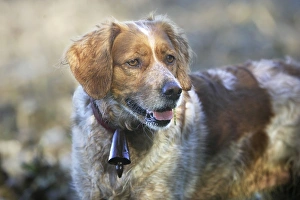 Brittany Spaniel - with bell around neck Brittany Spaniel - with bell around neck