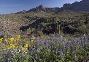 Images Dated 3rd March 2005: Brittle bush and lupins (Lupinus sparsiflorus) in Organ Pipe Cactus National Monument. Spring
