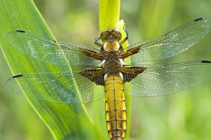 Broad Bellied Chaser - Female on yellow flag Broad Bellied Chaser - Female on yellow flag