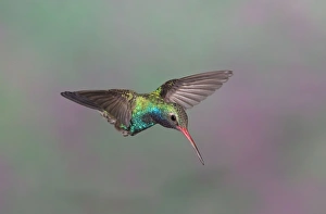 Broad-billed Hummingbird - adult male in flight Broad-billed Hummingbird - adult male in flight