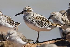 Broad-billed Sandpiper dozing at high tide Broad-billed Sandpiper dozing at high tide