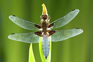 Broad Bodied Chaser Dragonfly - warming on Yellow Iris Broad Bodied Chaser Dragonfly - warming on Yellow Iris