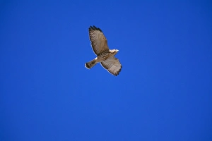 Broad-winged Hawk - Juvenile, in flight Broad-winged Hawk - Juvenile, in flight