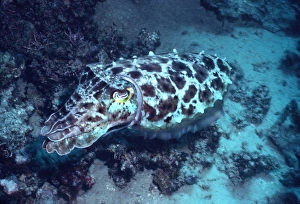 Broadclub Cuttlefish - This cuttlefish changes colour and shape constantly Broadclub Cuttlefish - This cuttlefish changes colour and shape constantly