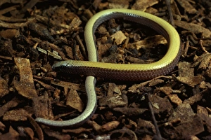 Bronzeback snake-lizard - legless lizard; swims through leaf litter and sand; vulnerable Bronzeback snake-lizard - legless lizard; swims through leaf litter and sand; vulnerable