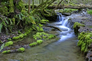 brook in forest - river bed in primeval forest with moss covered sinter deposits brook in forest - river bed in primeval forest with moss covered sinter deposits