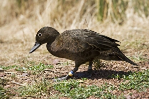 Brow Teal / New Zealand Teal - Crtically endangered, Maori name is Pateke Brow Teal / New Zealand Teal - Crtically endangered, Maori name is Pateke