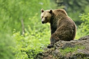 Images Dated 25th May 2006: Brown Bear sitting on rock in forest Bavaria, Germany