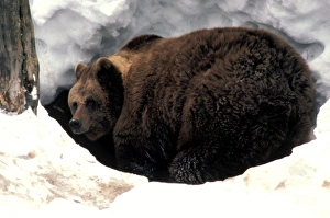 Brown Bear - In snow, entering cave for hibernation Brown Bear - In snow, entering cave for hibernation