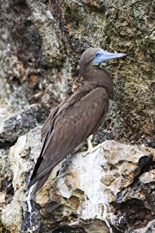 Brown Booby. Immature Brown Booby. Immature