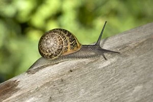 Images Dated 25th June 2005: Brown Common Garden Snail - On wooden fence Location: UK garden